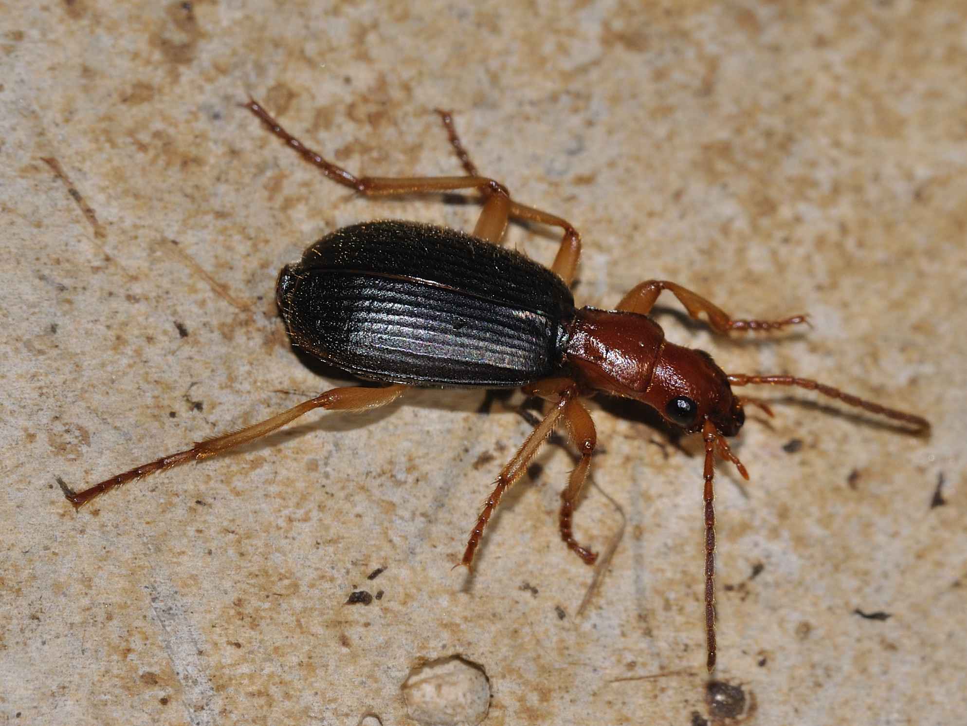 Carabidae - Brachinus italicus